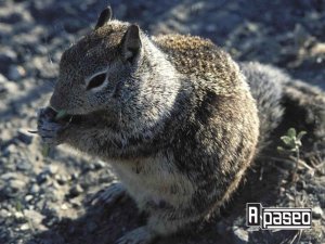 ardilla en Apaseo el Alto