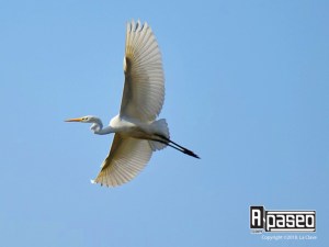 garza en Apaseo el Alto
