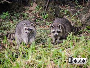 mapaches en Apaseo el Alto