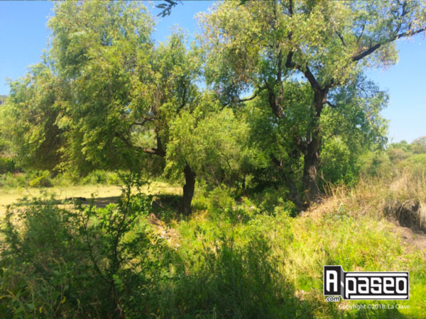 Pirul y huizache, Apaseo el Alto