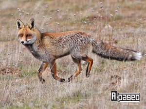 Zorro en Apaseo el Alto